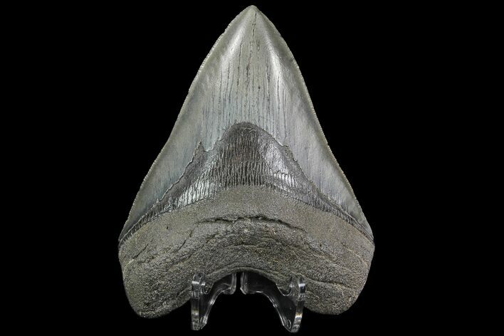 Serrated, Fossil Megalodon Tooth - Georgia #76505